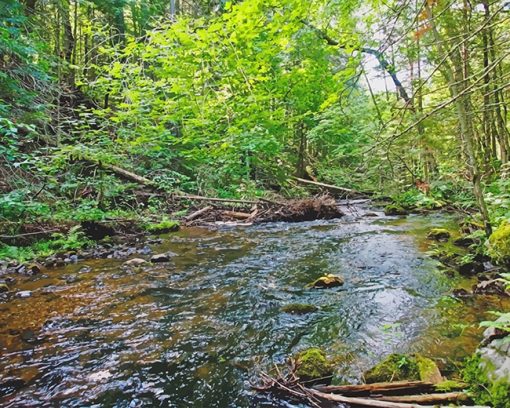Riparian Forest Paint by numbers