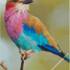 diamond paintings