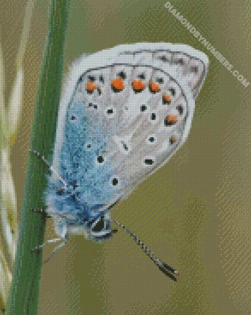 diamond paintings