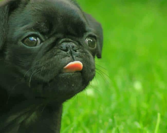 Black French Bulldog Puppy paint by numbers Black French Bulldog Puppy paint by numbers