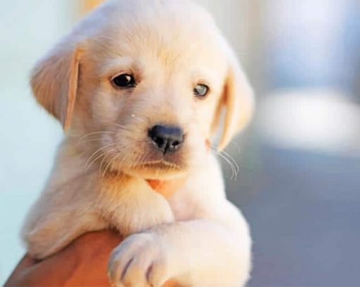 Cute Puppy Dog Pet Face Hand paint by numbers