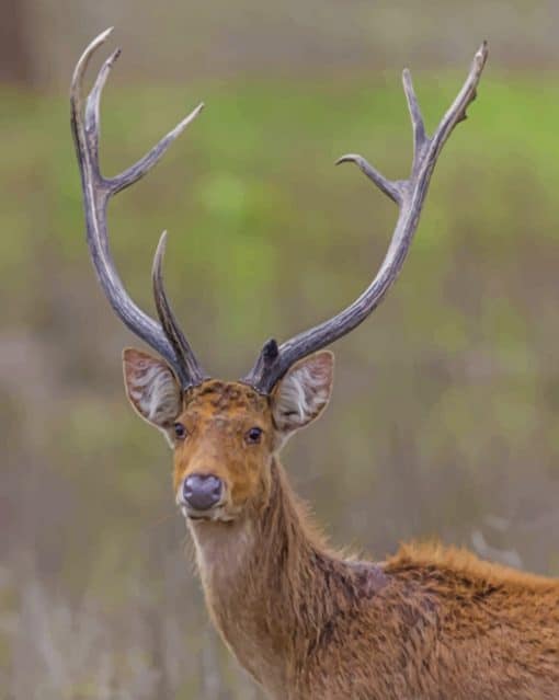 Barasingha In The Jungle paint by numbers