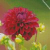 Dahlia flower Wine color diamond paintings