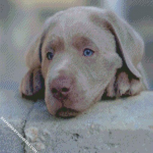 Dogs Labrador Retriever Puppy Retriever Snout Grey diamond paintings