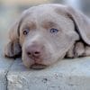 Labrador Retriever Puppy Dog paint by numbers