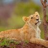 Lion Cub In Wild paint by numbers