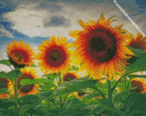 Sunflower Field diamond painting