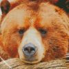 Wild Brown Bear diamond painting