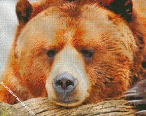 Wild Brown Bear diamond painting