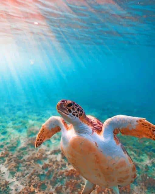 Aesthetic Sea Turtle In The Ocean paint by numbers