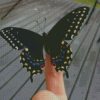 diamond paintings