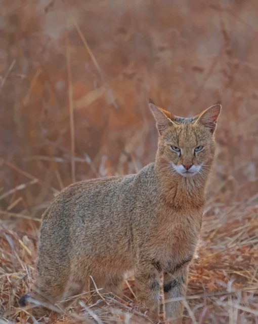 Bobcat Animal paint by numbers