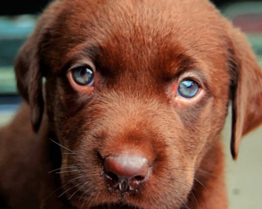Chocolate Labrador Puppy paint by numbers
