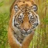 Cute Tiger In The Forest paint by numbers