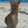 jungle kangaroo diamond paintings