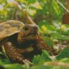 land turtle in garden diamond paintings