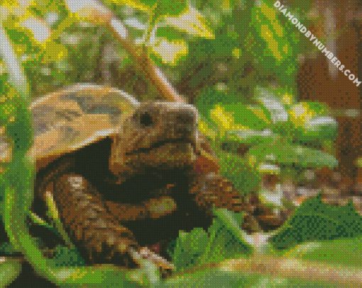 land turtle in garden diamond paintings