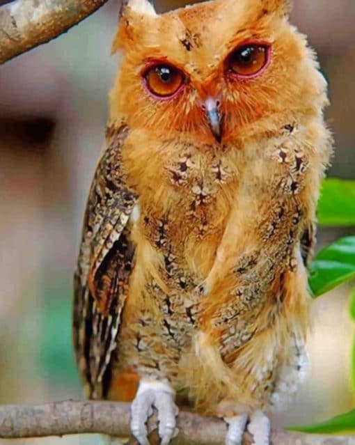 Philippine Scops Owl paint by numbers