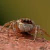 Spider With Four Black Eyes paint by numbers