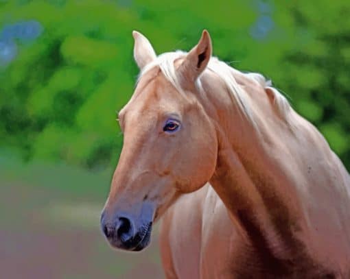 Brown Mare Horse paint by numbers