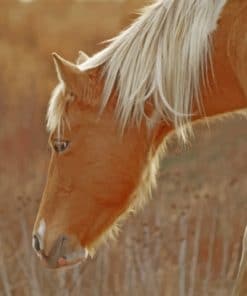 Pony Horse Grazing paint by numbers