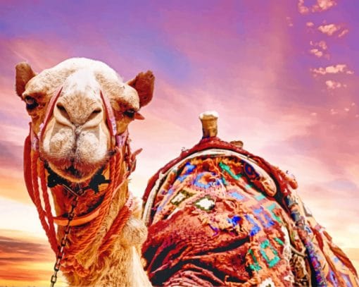 Sunset Camel Paint By Numbers