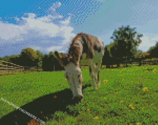 diamond paintings