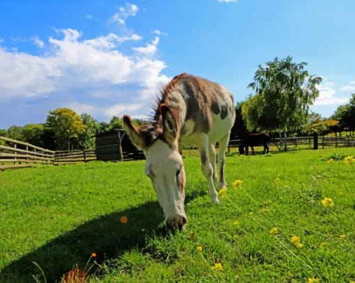 Horse Eating Grass paint by numbers