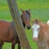 Two Brown Horses paint by numbers