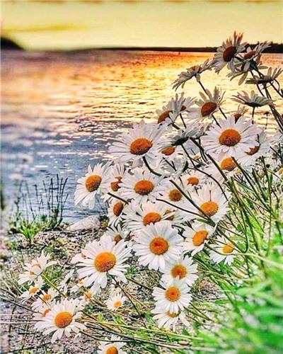 Daisy Field on Lakeside paint by numbers