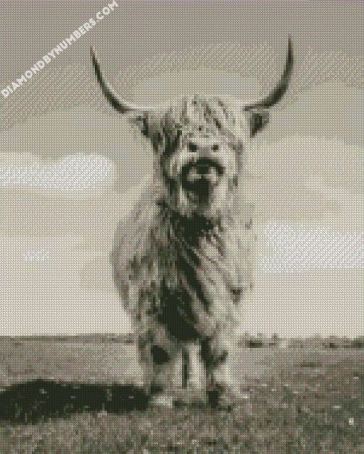 Highland Cattle diamond painting