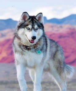 Siberian Dog Husky – 5D Diamond Painting