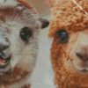 beautiful llamas diamond painting