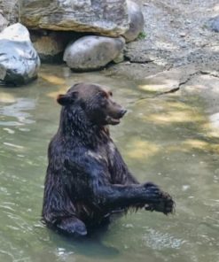 Black Bear Taking A Bath – 5D Diamond Painting