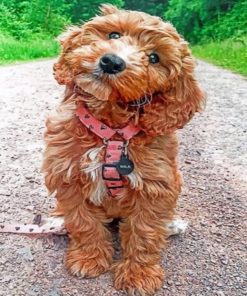 Cockapoo Paint by numbers