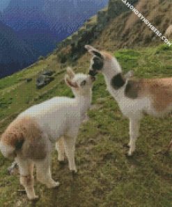 llama animal love diamond painting