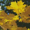 acer platanoides princeton gold maple diamond paintings