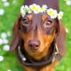 Adorable Sausage Dog paint by numbers
