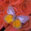 Aesthetic Butterfly Paint by numbers