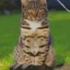 beautiful tabby cats diamond painting