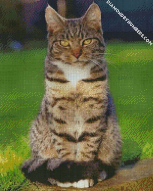 beautiful tabby cats diamond painting