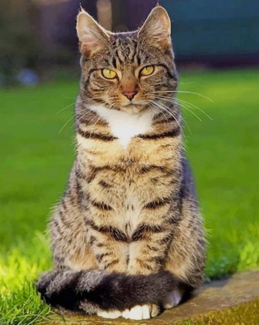 Beautiful Tabby Cat Paint by numbers