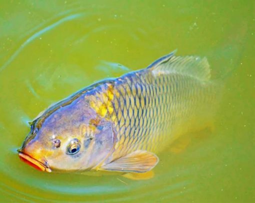 Crap Fish Paint by numbers