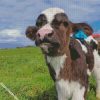 cute baby cow diamond paintings