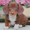 cute sausage dog diamond paintings