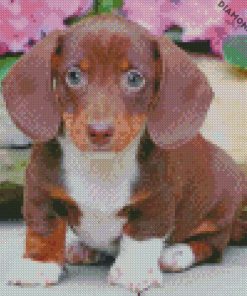 cute sausage dog diamond paintings