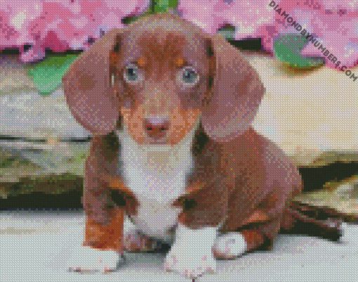 cute sausage dog diamond paintings