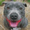 happy staffy diamond painting