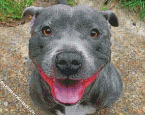 happy staffy diamond painting