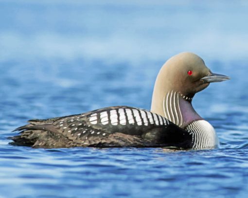 Loon In The Water Paint by numbers